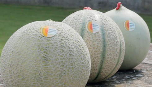 Melone manovano PGI