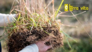 Carbon credits: costs are certain, but what are the benefits?