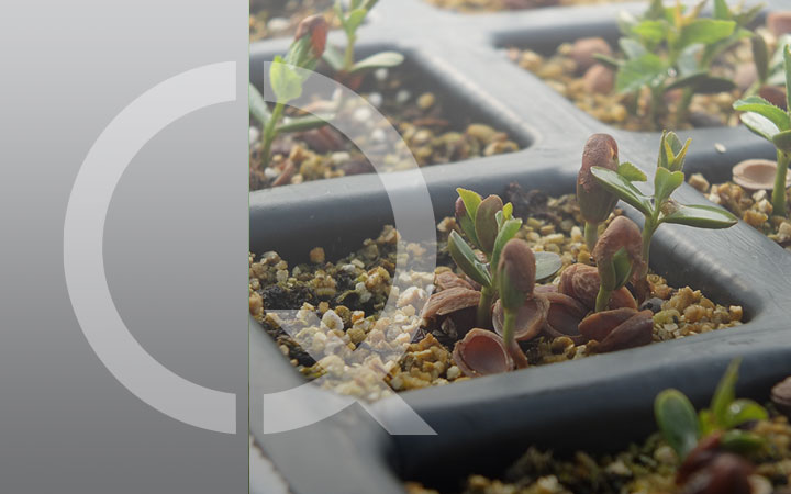 PiantaNativa/Biodiversità