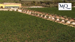 Wine, international certifications for Futura Agricola 2015