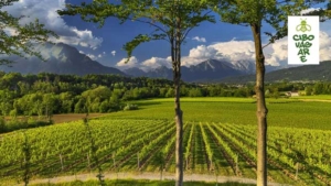 Prosecco DOC: sustainability and love for the land of the future
