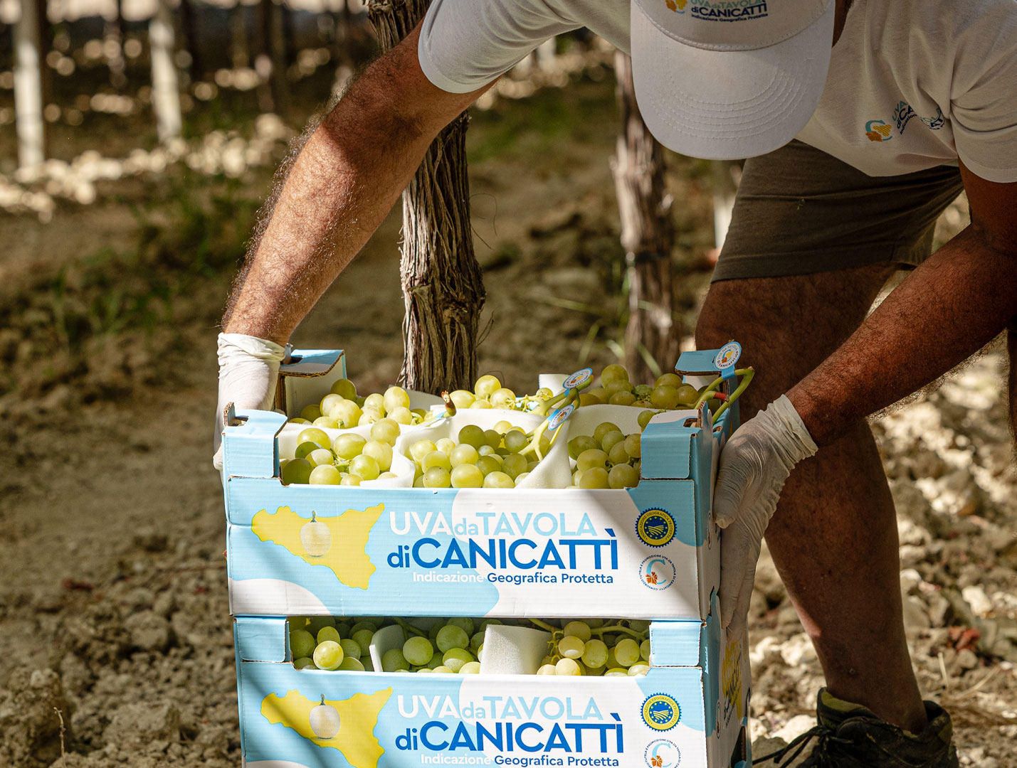 Uva da tavola di Canicattì PGI 