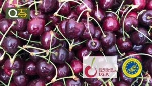 Bracigliano IGP Cherry, excellent vintage