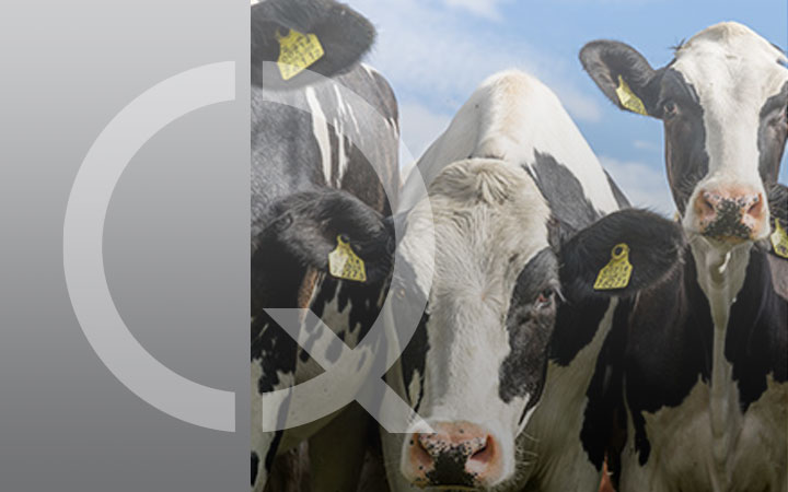 SQNBA Animal Welfare