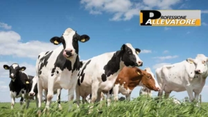 Azienda Prior: un allevamento competitivo ed ecosostenibile