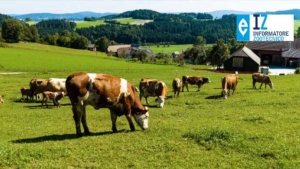 SQNBA, entro l’11 agosto aderire a un organismo