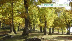 Webinar “I modelli di associazionismo forestale a confronto”