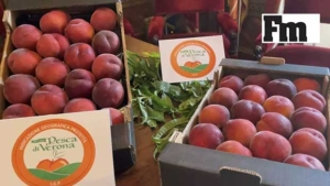 Verona PGI peach, the large-scale retail trade believes the relaunch comes from the producers