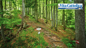 Forest Heritage: Certified Forest Grows in Friuli
