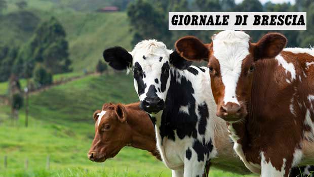 Grana Padano DOP crea il primo albo dei fornitori di foraggi e mangimi