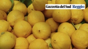 Reggio Bergamot: With PGI, it can revive the rural economy.