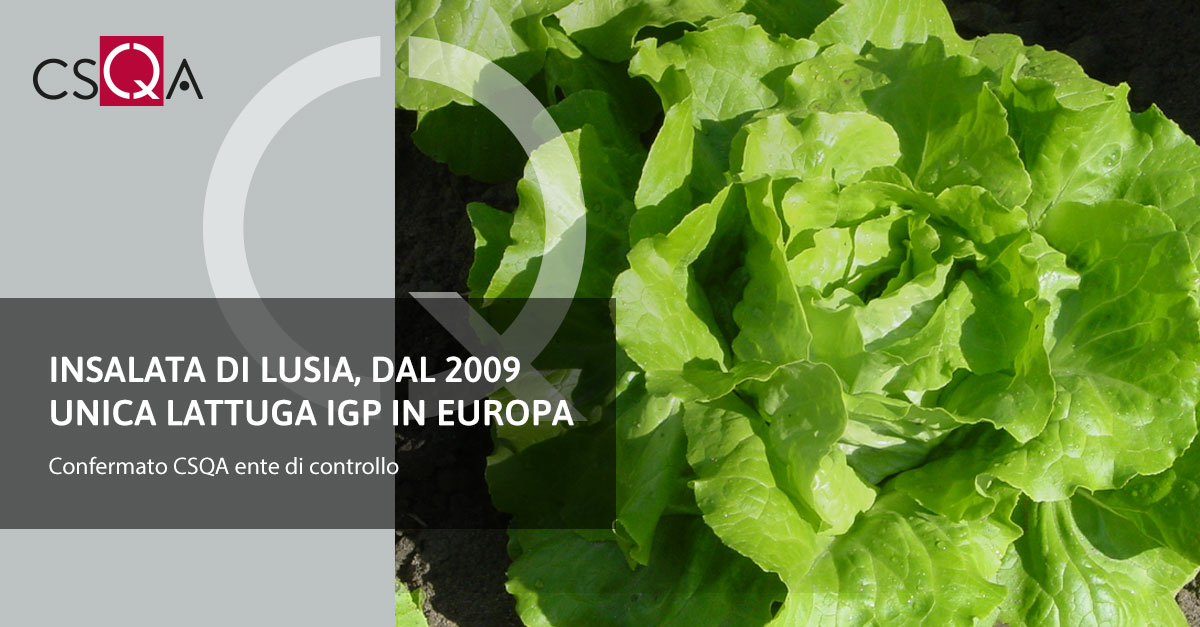 Lusia salad, the only PGI lettuce in Europe since 2009