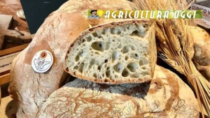 Pane Toscano- CSQA confermata per i controlli della Certificazione DOP