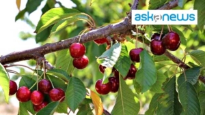 CSQA, the new certification body for the Etna Cherry DOP
