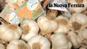 Voghiera DOP Garlic chooses CSQA as its certifying body