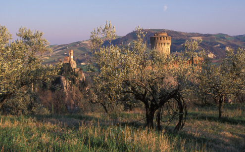 Brisighella PDO Olio EVO