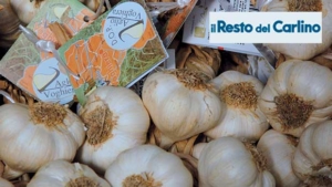 Voghiera DOP Garlic: Moving Forward with Continuity