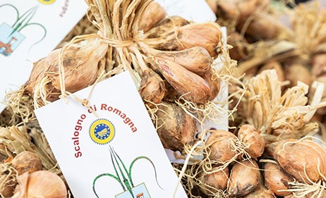 Scalogno di Romagna PGI