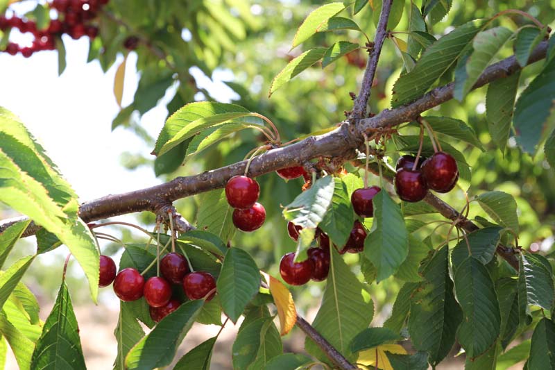 Ciliegia dell’Etna DOP