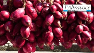 Cipolla Rossa di Tropea Calabria IGP: mareggiate e cicloni minacciano l’oro rosso