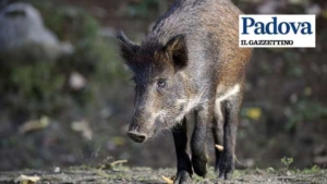 Wild boar meat is a vehicle for promoting the territory
