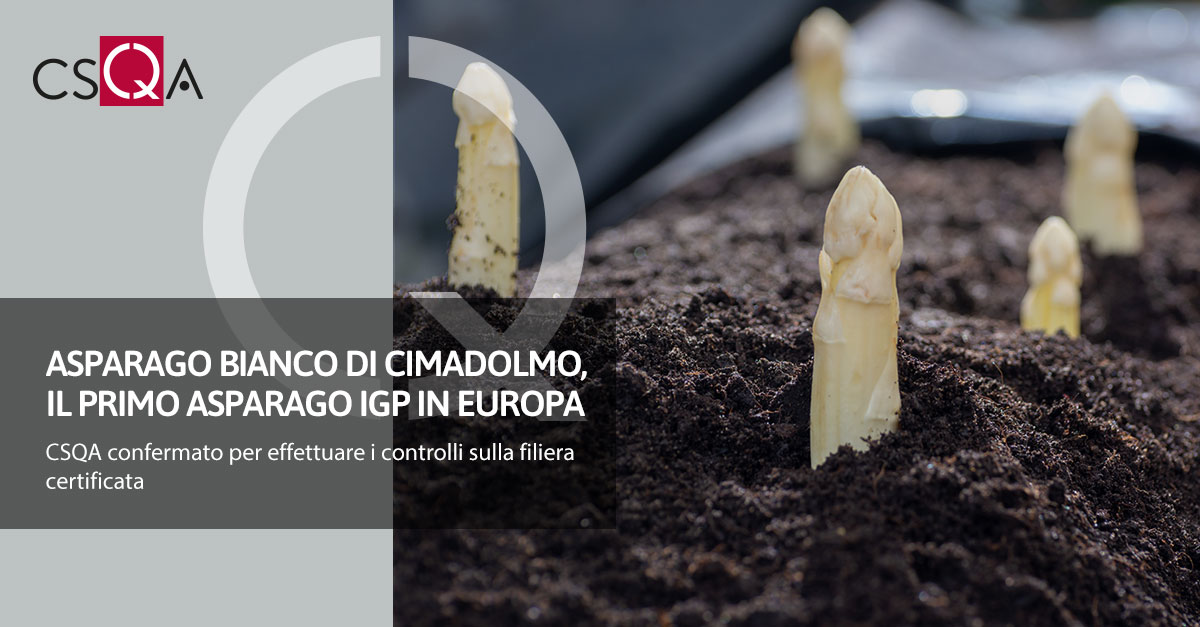 Asparago Bianco di Cimadolmo, il primo asparago IGP in Europa
