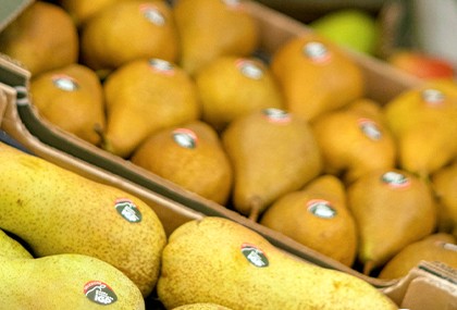 Pere dell'Emilia Romagna PGI