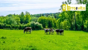 Come aderire allo SQNBA per l’ecoschema 1 livello 2