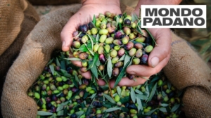 Sotto i riflettori l’extra vergine d’oliva 100% italiano proveniente da una filiera certificata
