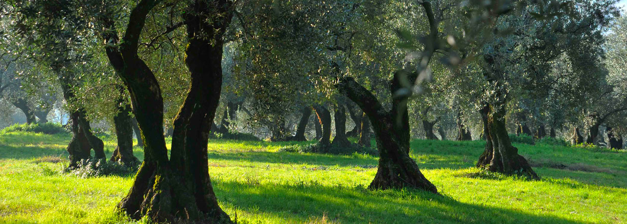 Olio Extra Vergine di Oliva Veneto PDO 