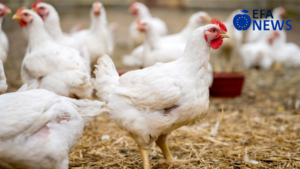 Poultry farming: high standards of animal welfare