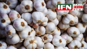 Voghiera DOP Garlic, a €1 million supply chain with 430 certified tons