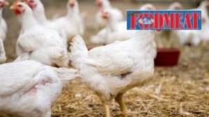 L’Avicoltura Italiana guarda al futuro: un impegno condiviso per un settore competitivo e sostenibile