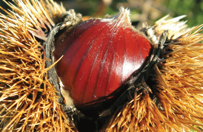 Castel del Rio PGI Chestnut