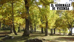 Gestione sostenibile delle foreste: esperti a confronto