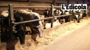 Zootecnia, la Puglia guida la “rivoluzione sostenibile”: università e imprese insieme nella filiera