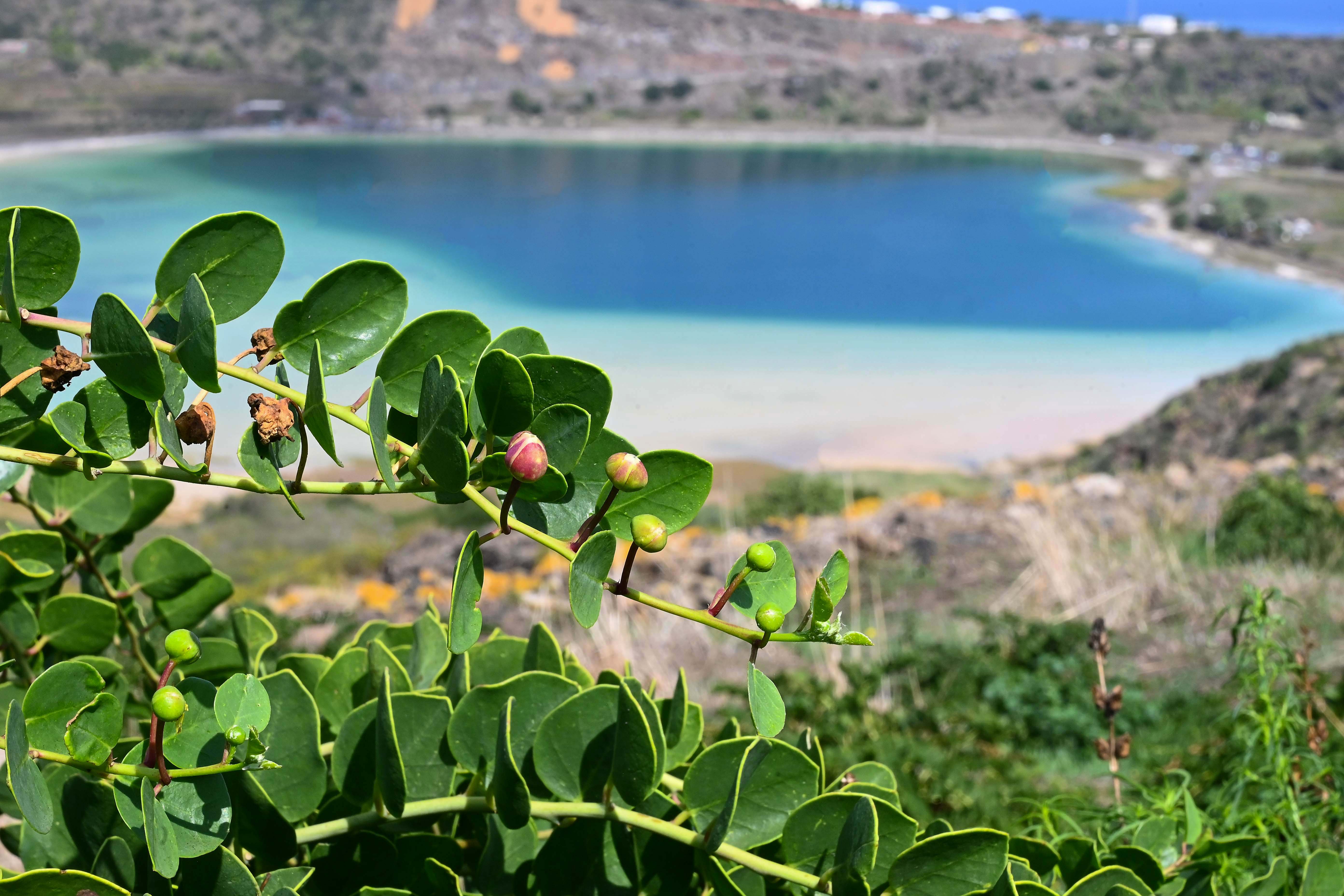 Cappero di Pantelleria IGP