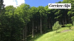 Certified forests in Friuli Venezia Giulia are increasing: 100,000 hectares.