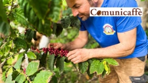 Unique Arabica coffee is born in Sicily: the first micro-lot of coffee grown in a greenhouse in Terrasini (Palermo)