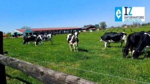 SQNBA Certification: Requirements, Deadlines, and Opportunities for Breeders