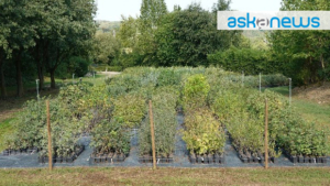 The first native plant certification issued in Italy
