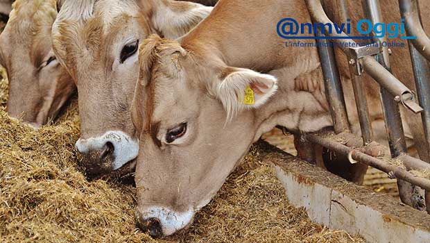Carni bovine: in etichetta più benessere, in calo antibiotici e OGM