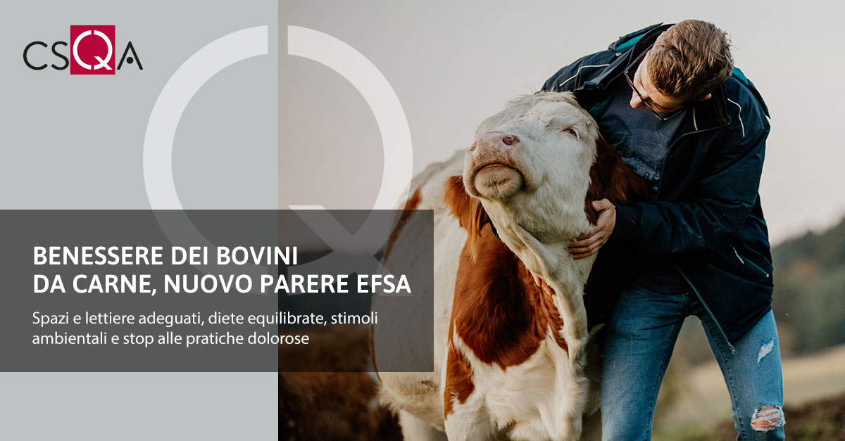 Benessere dei bovini da carne, nuovo parere EFSA