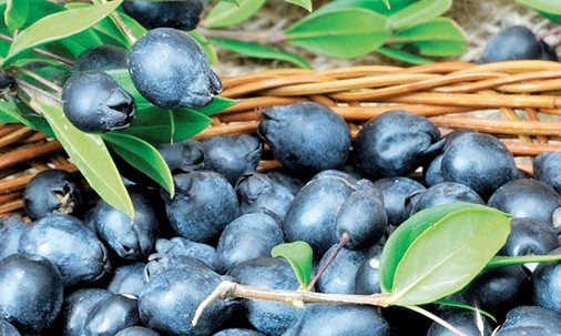 Mirto di Sardegna IG