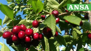 Bracigliano IGP Cherry, an excellent year