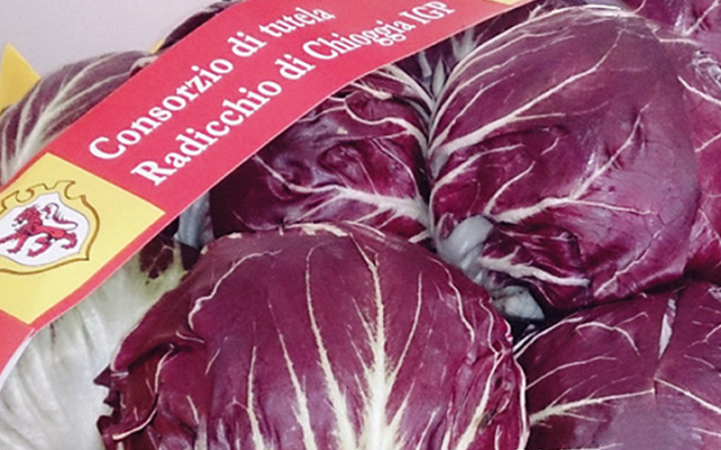 Radicchio di Chioggia IGP