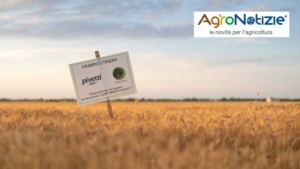 Grano, ridurre la CO2 per guadagnare di più