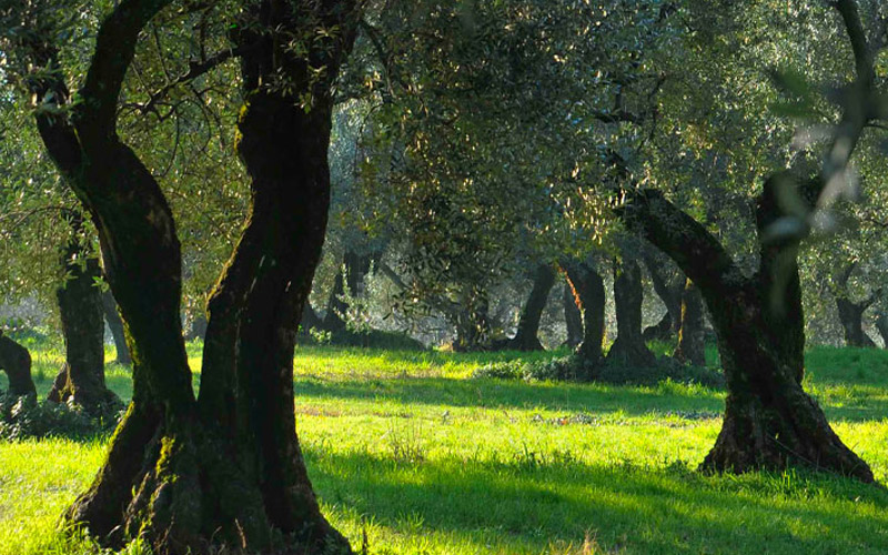 Olio Extra Vergine di Oliva Veneto DOP