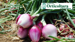 CSQA racconta la Cipolla Rossa di Tropea Calabria IGP: storia, tutela e valore dell’”Oro Rosso di Calabria”