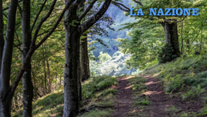 The Acquerino Reserve obtains certification for forest therapies